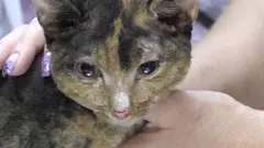 Спасенный из горящей деревни кот