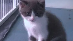 ক্লোনের মাধ্যমে জন্ম হলো পোষা বিড়ালের