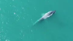 ballena azul