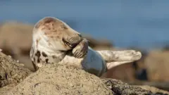 ዝስሕቕ ዘሎ ዝመስል ሲል