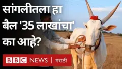 बैलगाडी शर्यत