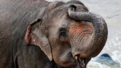 யானை