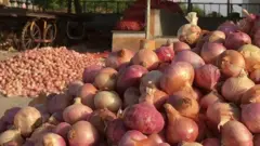 ડુંગળી