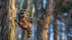 A raccoon stuck between some branches, but still pretending to look cool