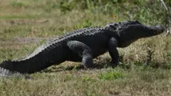 మొసలి