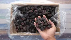 বিক্রেতাদের মতে, বাংলাদেশের বাজারে বর্তমানে একশো'র বেশি ধরণের খেজুর পাওয়া যায়। খেুজর বিক্রেতারা বলছেন, অন্যান্য বছরের তুলনায় এ বছর খেজুরের দাম কম।