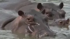 ما قصة أفراس النهر المملوكة لإمبراطور المخدرات بابلو إسكوبار في كولومبيا؟