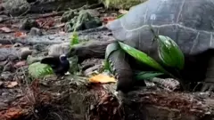 Momento em que tartaruga ataca pássaro