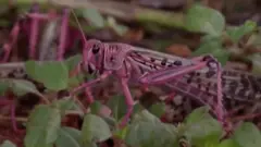 Skakavac