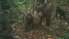 Cross River gorillas and their infants captured by a remote camera trap are seen in Mbe Mountains, Nigeria June 22, 2020. Picture taken June 22, 2020. Wildlife Conservation Society (WCS) Nigeria