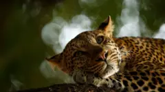 Leopard u Bocvani