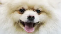 Pomeranian