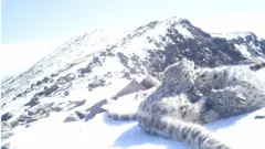 Snow leopard cubs at Altaisky nature reserve in Russia