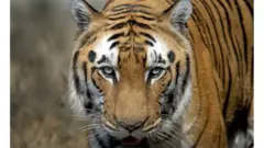 वाघ