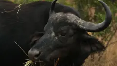 దున్నపోతు