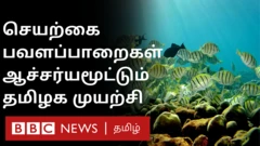 பவளப்பாறை