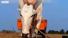 બળદ