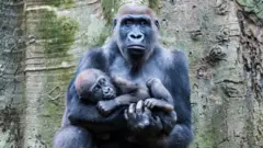 A mother gorilla holds her baby