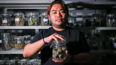 prodavnica kanabisa u tajlandu