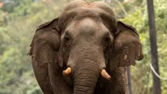 யானை மனித எதிர்கொள்ளல்