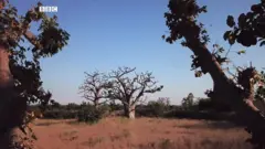 Baobab tree