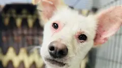 «Либо ты помогаешь хоть кому-нибудь, либо никому». Как волонтеры спасают собак в Бурятии