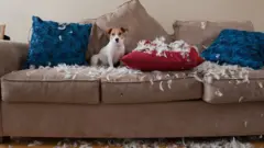 Pet on a sofa