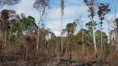 Uma floresta amazônica que foi queimada durante o El Niño de 2015