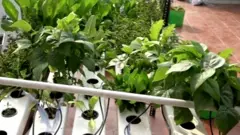 Soil less farming