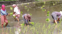 धान खेती