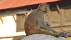 बाँदर