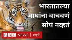 वाघ