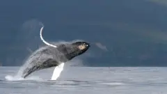 Humpback whale breaching near Bering Island, Kamchatka