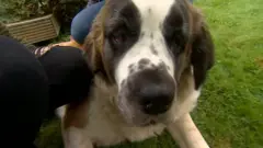 聖伯納犬