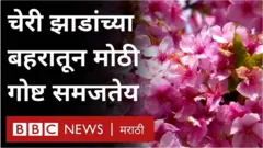 हवामान बदलाचा परिणाम चेर झाडांच्या बहरावर होतोय. आणि तो गेल्या 1200 वर्षांपासून होतंय
