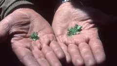 د افغانستان په شمال کې د قیمتي ډبرو بازار پراخ شوی