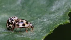секс, комашки