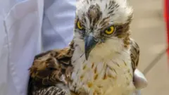 Inyoni zo mu bwoko bwa Osprey zitungwa no kurya amafi
