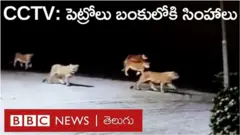 సీసీటీవీ: పెట్రోల్ బంక్‌లోకి వచ్చిన సింహాల గుంపు