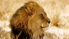 शेर