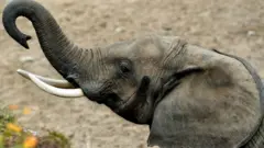 La direction nationale de la garde forestière et faunique a déclaré à la BBC qu'environ une trentaine d'éléphants ont été tués ces deux dernières années