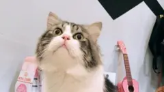 kucing