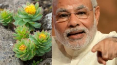 మోదీ, సోలో మొక్క