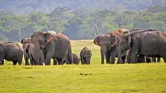 Kaudulla National Park in central Sri Lanka, August 2019.