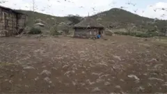 ኣንበጣ