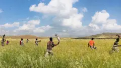 ሓይልታት ጸጥን ህዝብን ኣብ ምክልኻል ወራር ኣንበጣ