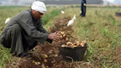 مزارع يجمع محصول البطاطس