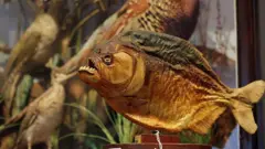 পিরানহা মাছ