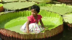 50 கிலோ எடையை தாங்கும் ராட்சத அல்லி இலைகள்
