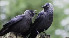 Jackdaw